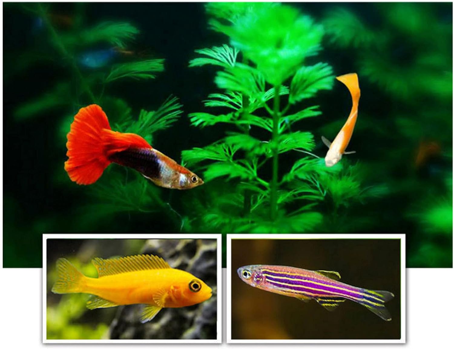 60G Brine Shrimp Shelling Eggfood Aquarium Hatching Tropic Fish Food f