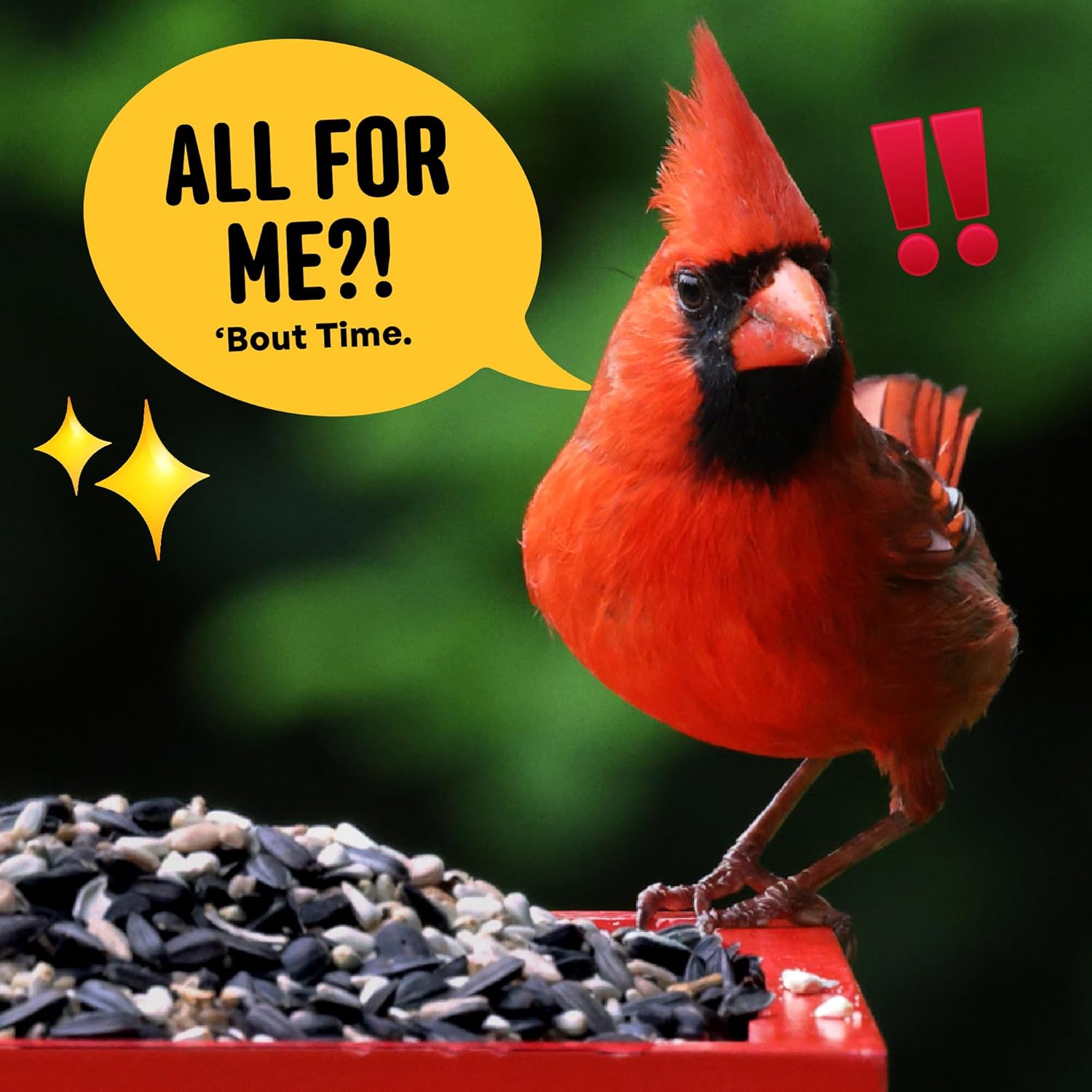 Cardinal & Crew Wild Bird Seed – 10 lb. Black Oil Sunflower, Sunflower