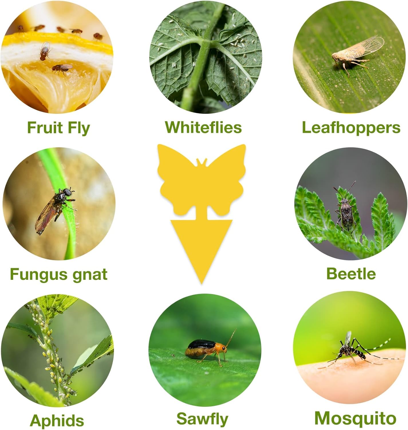 40 Pack Fungus Gnat Traps for House Indoor Yellow Sticky Traps for Gna