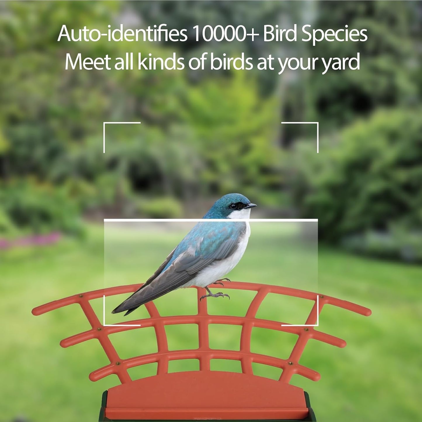 Birdkiss Smart Bird Feeder with Camera Solar Powered, AI Auto Capture Bird Videos & Motion Detection, Bird Watching Camera Notify in Time, Wireless Camera Ideal Present for Bird Lover (Olive Green)