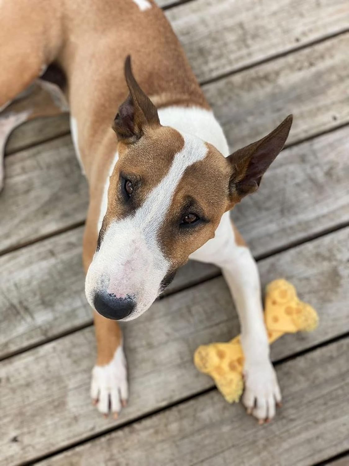 Nylabone Cheese Bone Power Chew Toy for Dogs, Cute Dog Toys for Aggres