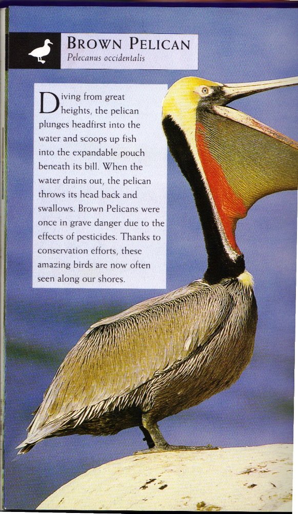 Birds (National Audubon Society First Field Guides)
