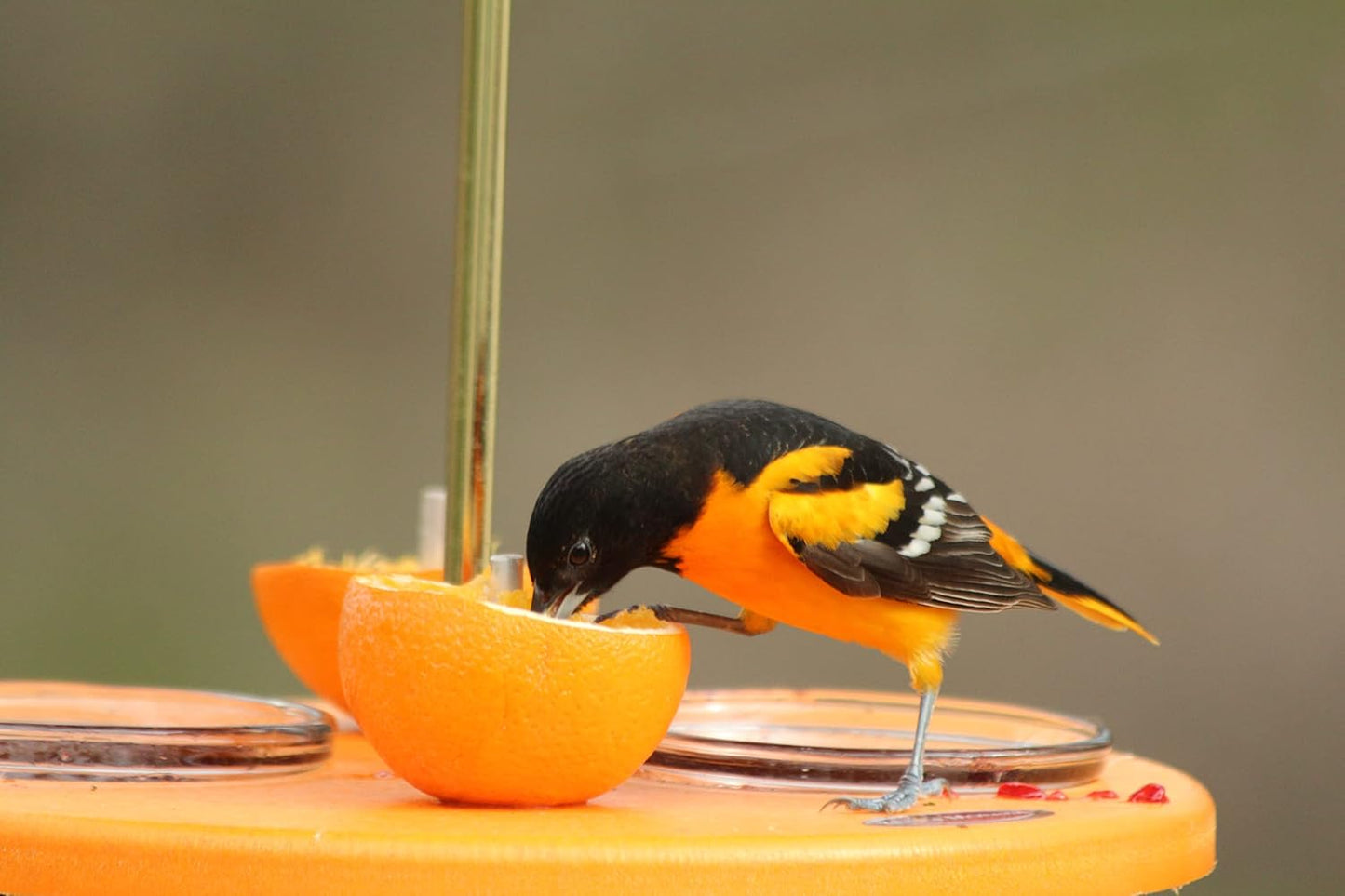 Kettle Moraine Super Oriole Recycled Orange Fruit, Jelly, Mealworm Bird Feeder w/Orange Roof
