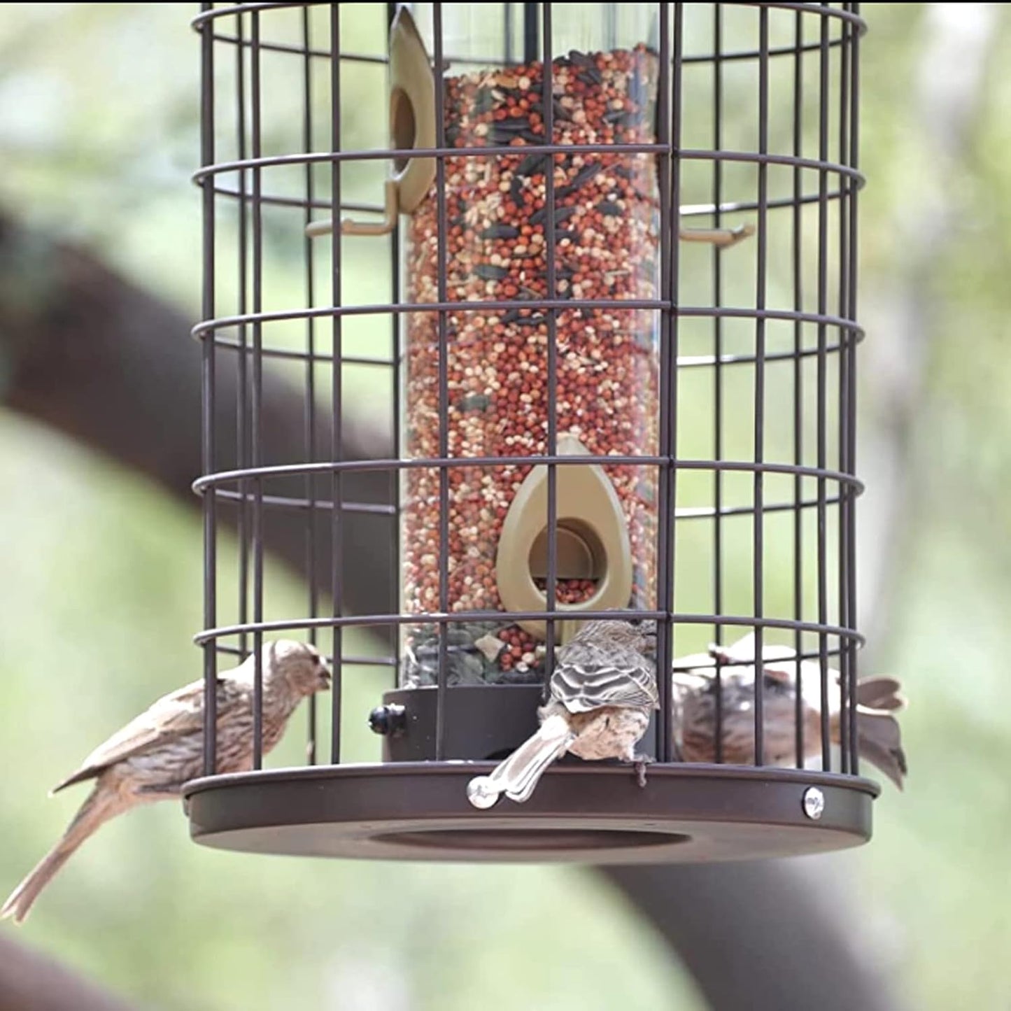 Caged Bird Feeders Metal - 3 Lbs - Squirrel-Proof Wild Bird Feeders, C