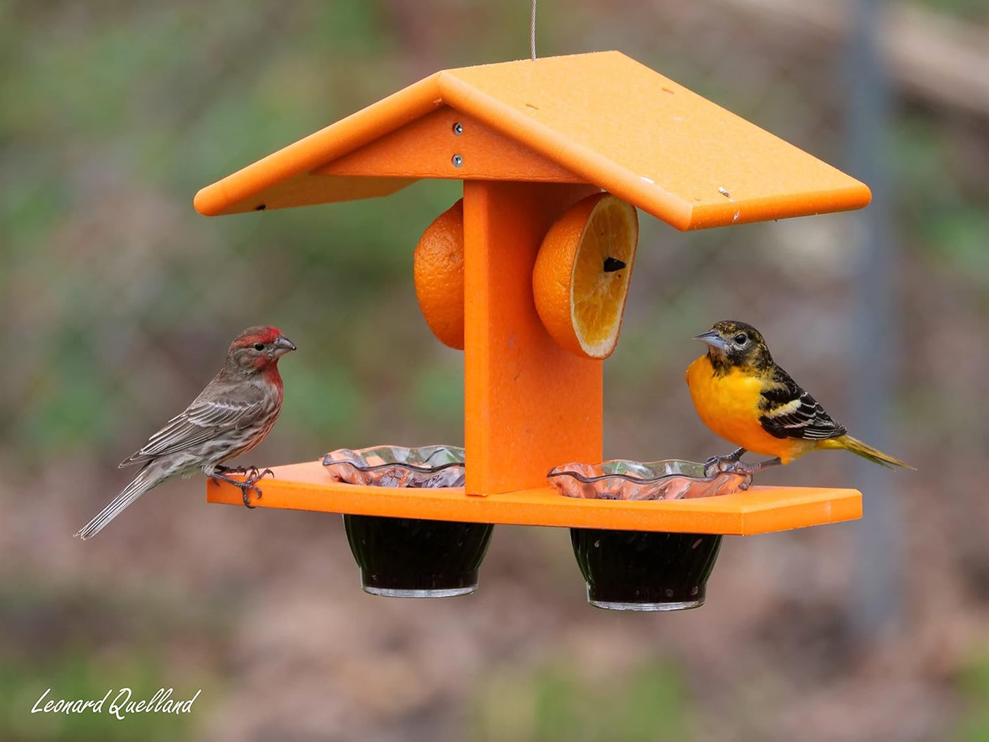 AmishToyBox.com Oriole Bird Feeder, Double-Cup Jelly Oriole Feeder wit