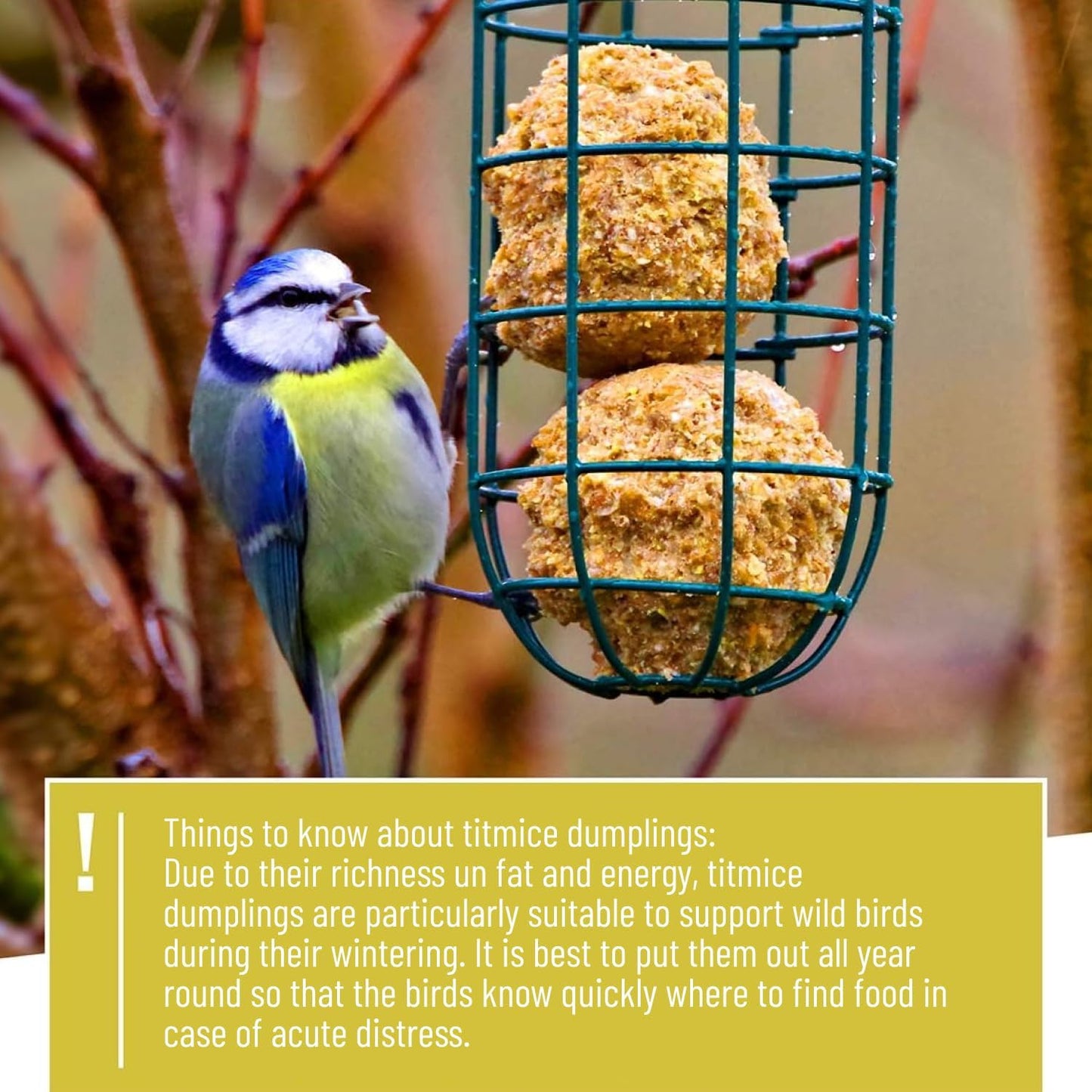 | Fat Ball Holder 12" - 5 Year Guarantee - Made of Rustproof Metal Bird Feeding Station for Fat Balls - Ecological Bird Feeder (31cm, Stainless Steel)