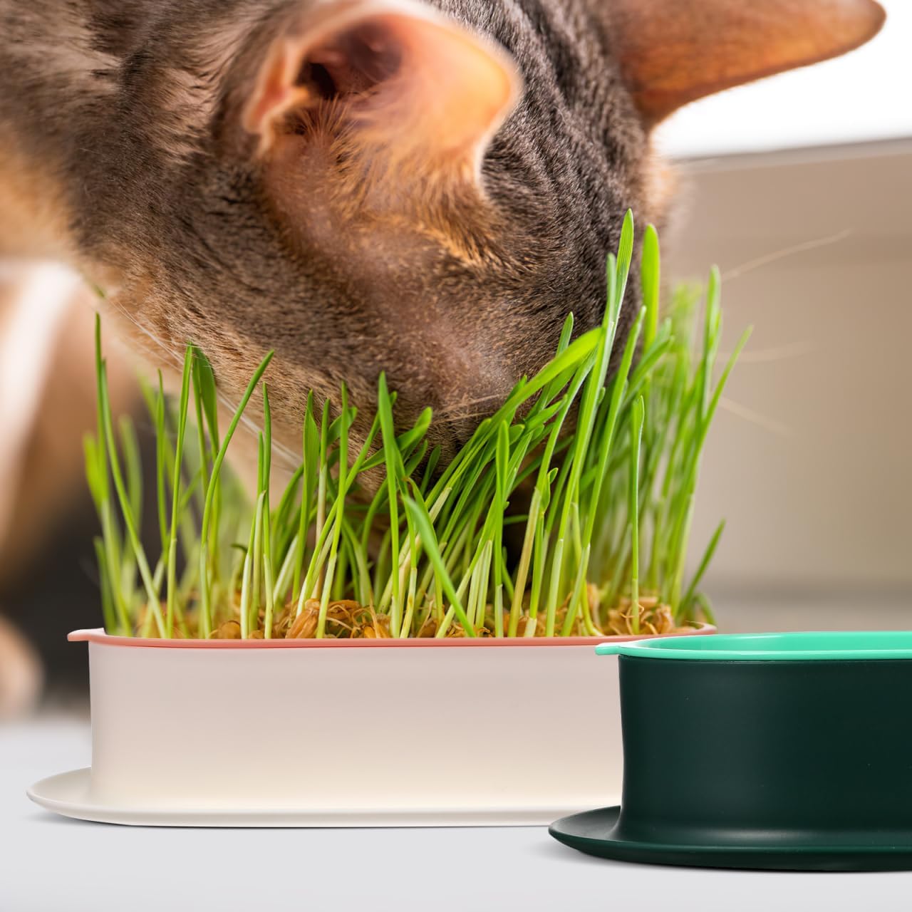 Hydroponic Cat Grass Planter Indoor Soilless Growing Box with Large Water Reservoir Practical Cat Plant Pot for Easy Home Cultivation 7.44X4.84X1.77In