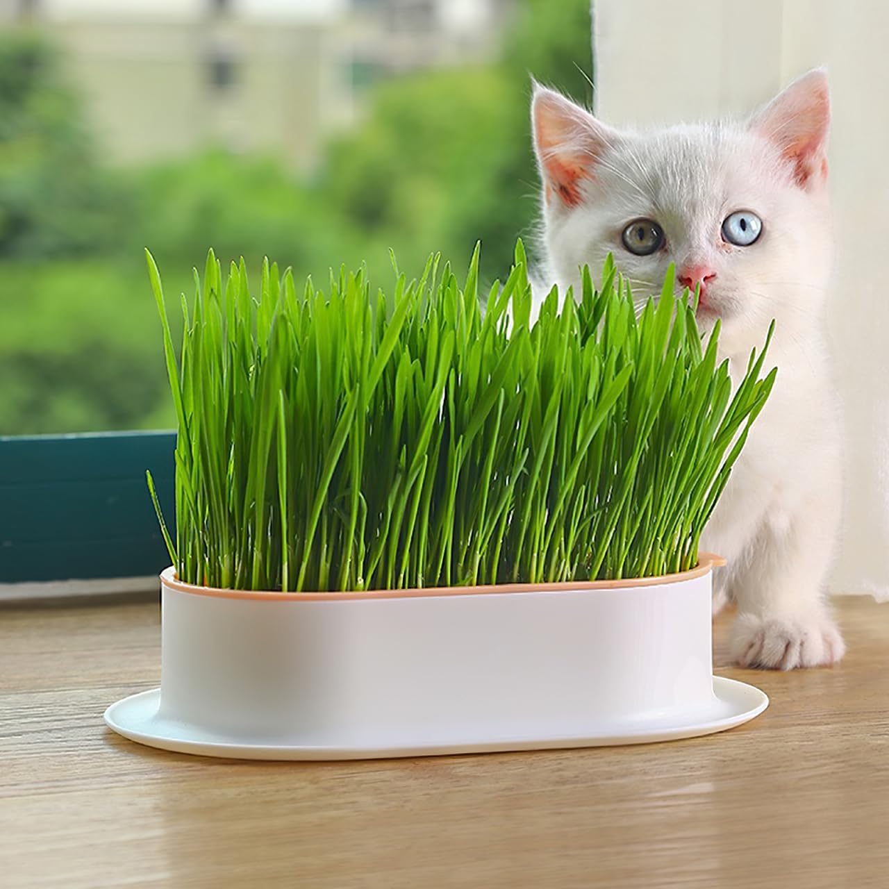Hydroponic Cat Grass Planter Indoor Soilless Growing Box with Large Water Reservoir Practical Cat Plant Pot for Easy Home Cultivation 7.44X4.84X1.77In