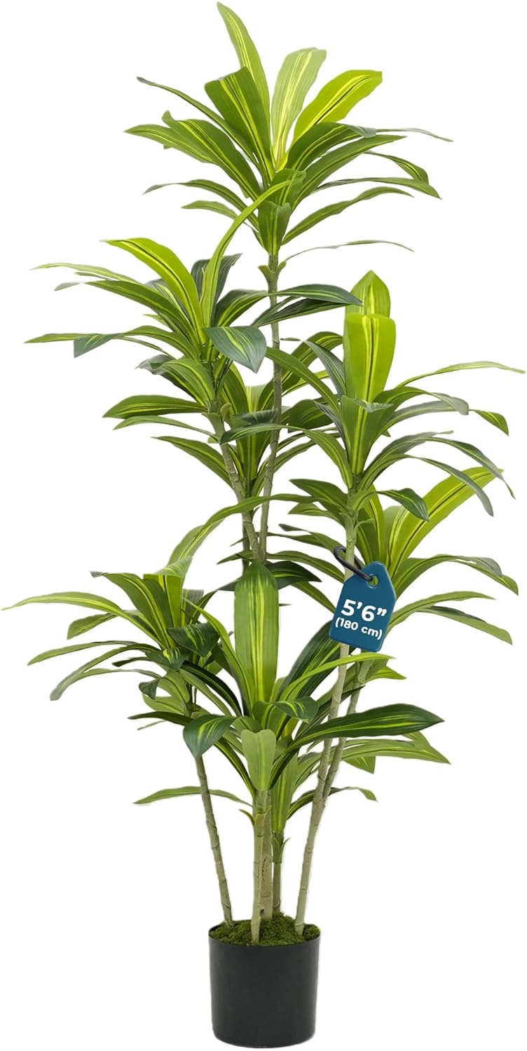 5’6” (170 cm) Dracaena Artificial Tree with Small Black Pot & Moss – Lifelike Natural Look, Maintenance-Free, Indoor & Outdoor Plant for Home, Office, Balcony & Patio