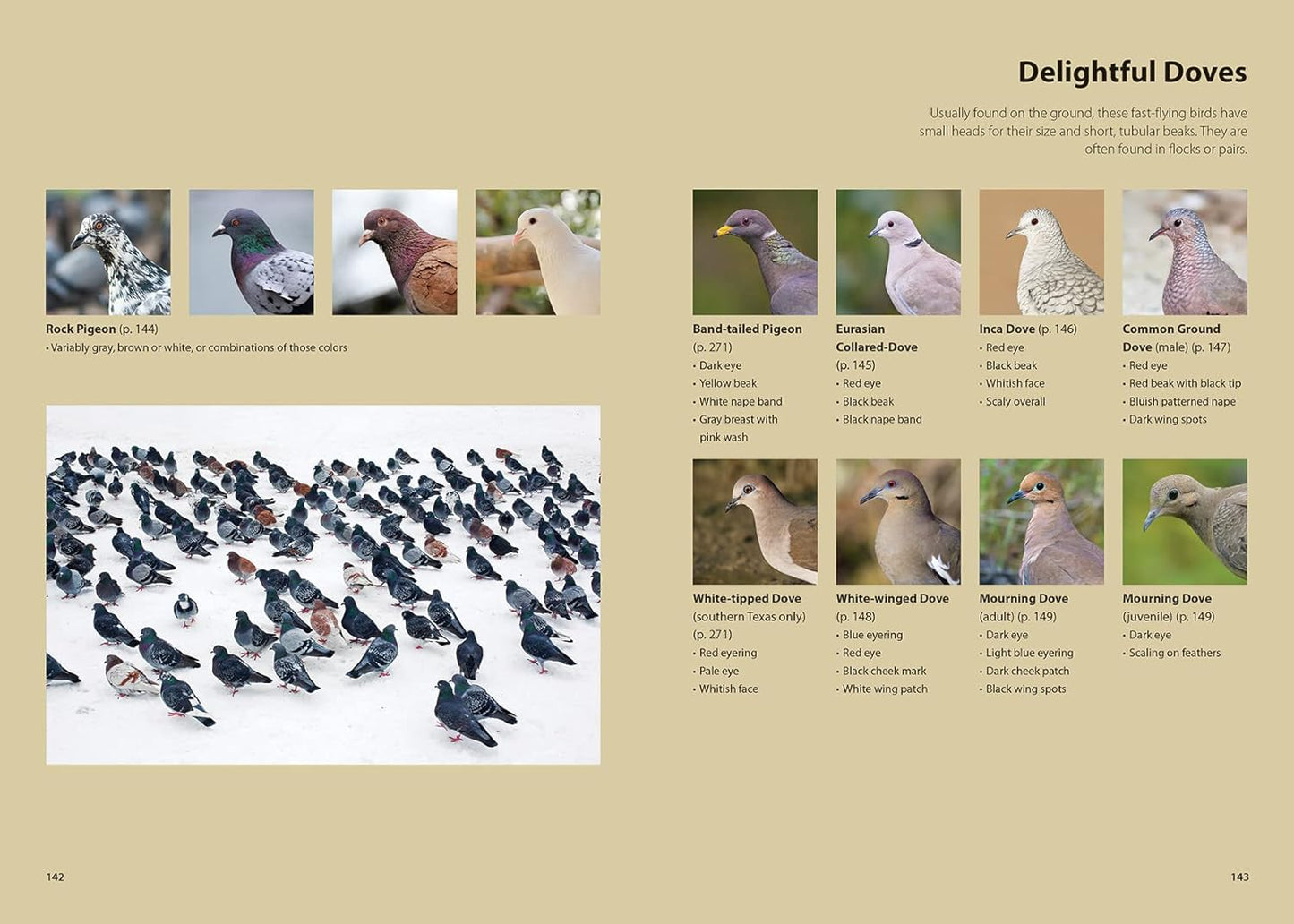 Feed the Birds: Attract and Identify 196 Common North American Birds