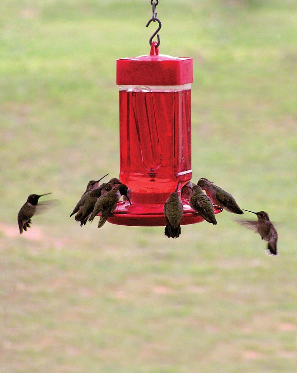 First Nature 32-Ounce Hummingbird Feeder with 10 Feeding Ports - Wide-Mouth Reservoir and Leakproof Sealing Ring - Red
