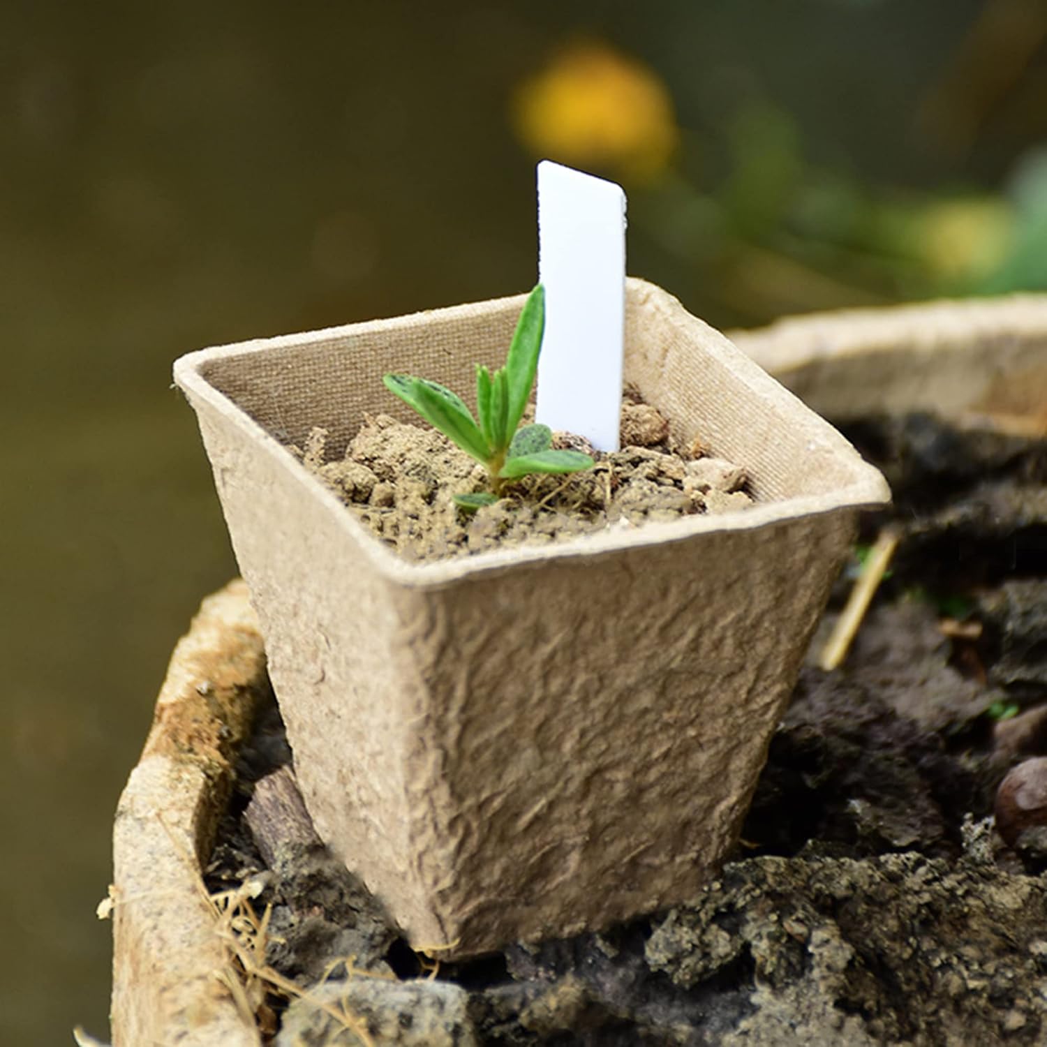 winemana Seed Starter Peat Pots,Biodegradable with Humidity Dome and L
