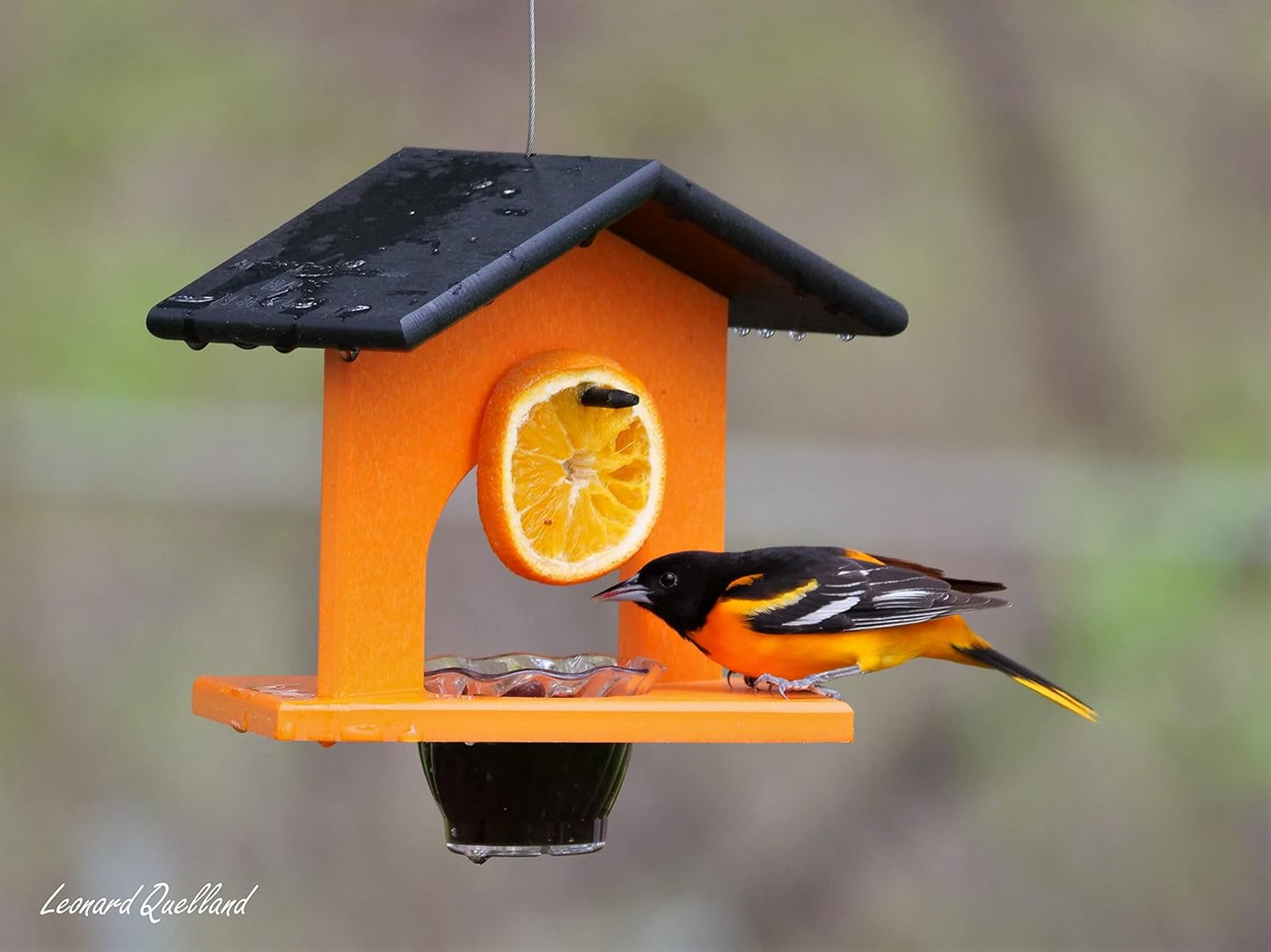 AmishToyBox.com Oriole Bird Feeder, Poly-Lumber Hanging Oriole Jelly Feeder (Orange)