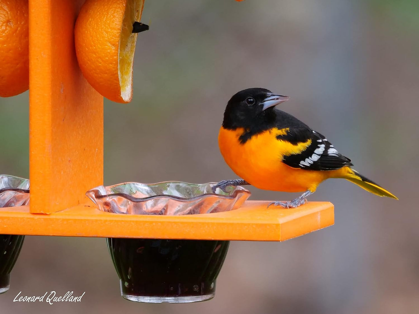 AmishToyBox.com Oriole Bird Feeder, Double-Cup Jelly Oriole Feeder with Pegs for Orange Halves (Black/Orange)
