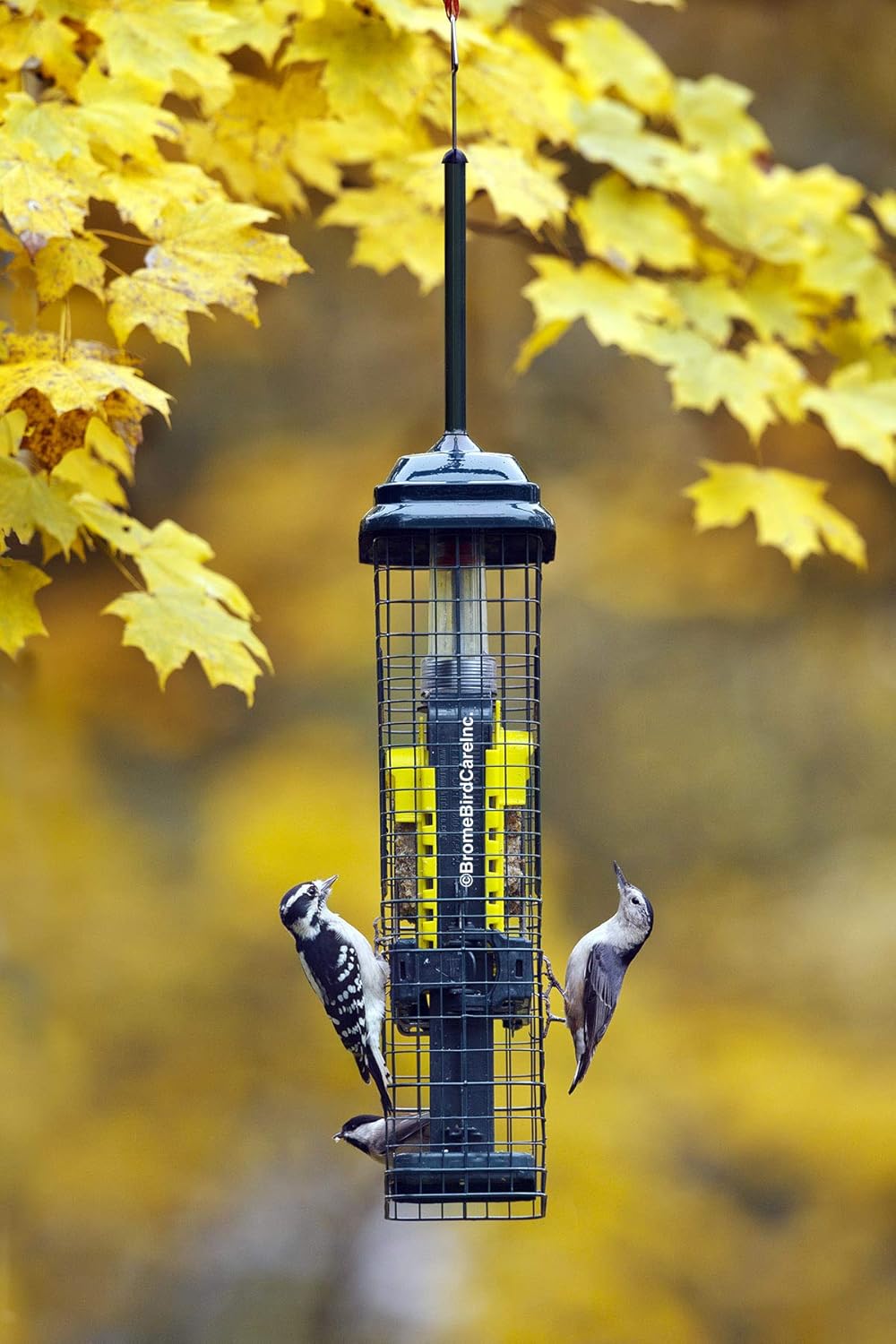 Squirrel Buster Suet Squirrel-Proof Suet Bird Feeder w/2 Suet Cake Tra