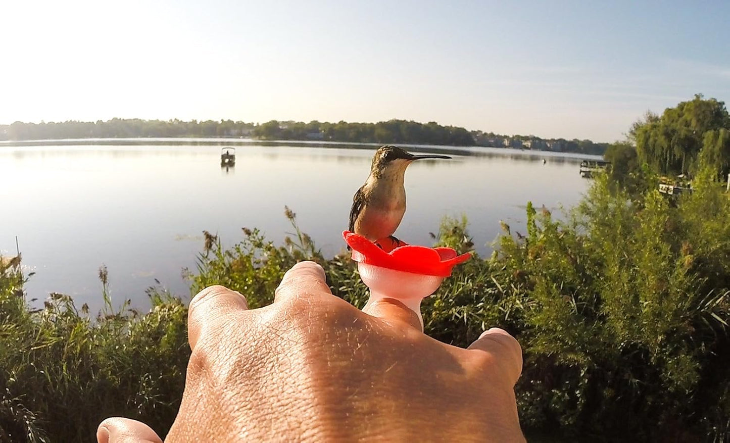 3-Pack - ZUMMR Hummingbird Ring Feeder - Hand Feed Hummingbirds Right in Your Backyard. Get up Close and Personal with Nature. Proudly Made in The U.S.A. - The Original