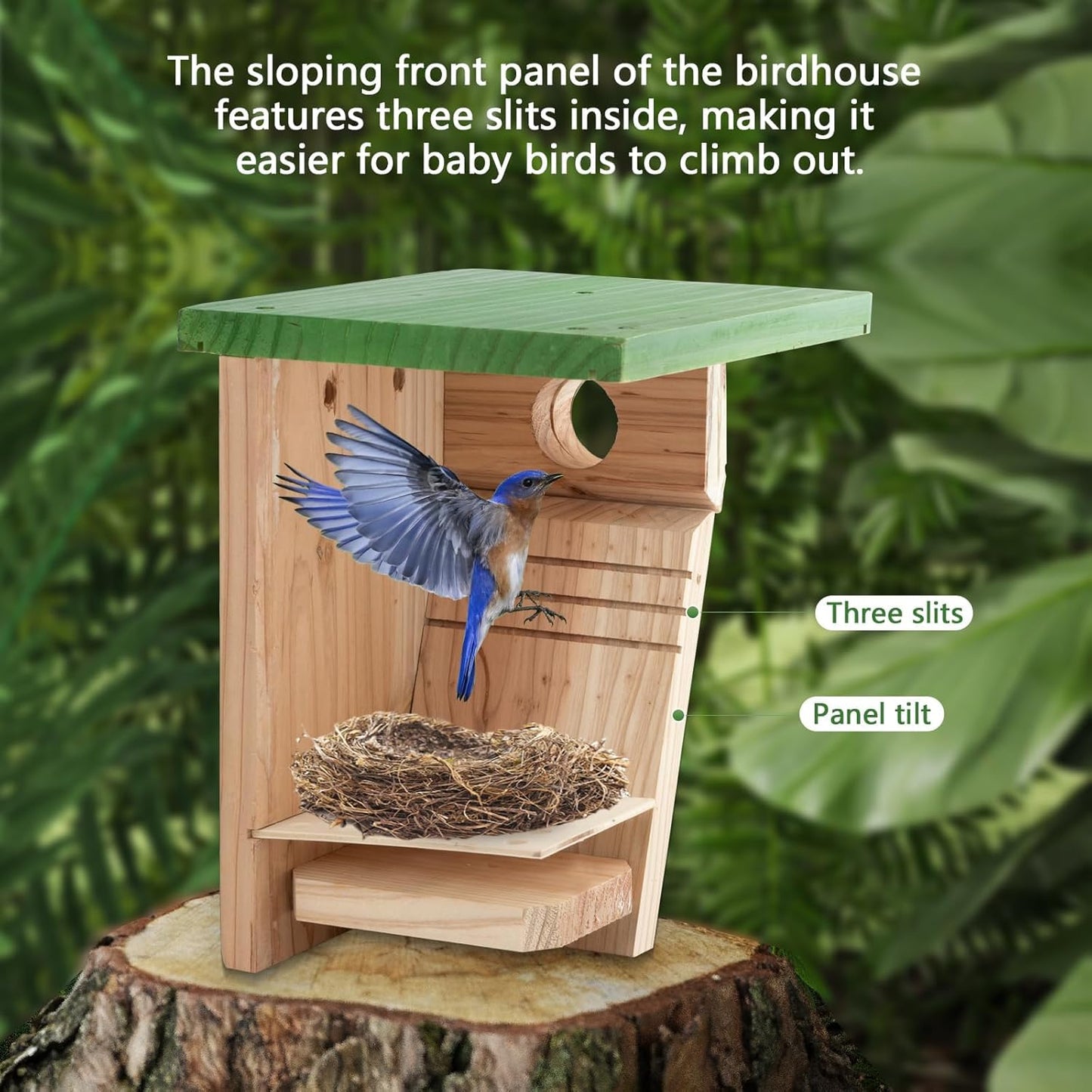 3/4 Inch Thick Cedar Bird House with Metal Predator Guard | Squirrel Proof Nesting Box for Easy Cleaning | Outdoor Wooden Bluebird House for Wild Bird Watching, Swallow, Wren, Chickadee