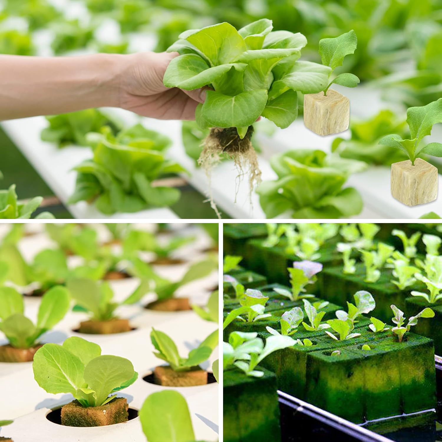 Legigo 1 Inch Rockwool Cubes Seed Starter Plugs for Hydroponics, RockW