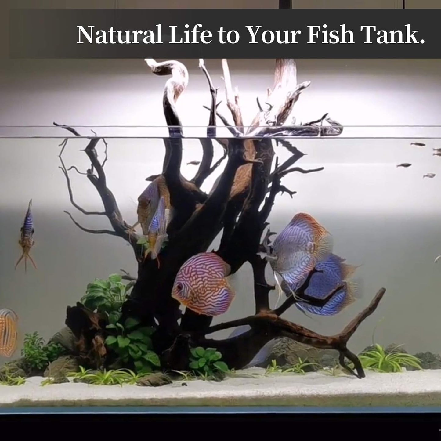 majoywoo Natural Coral Driftwood for Aquarium Decor Fish Tank Decorati