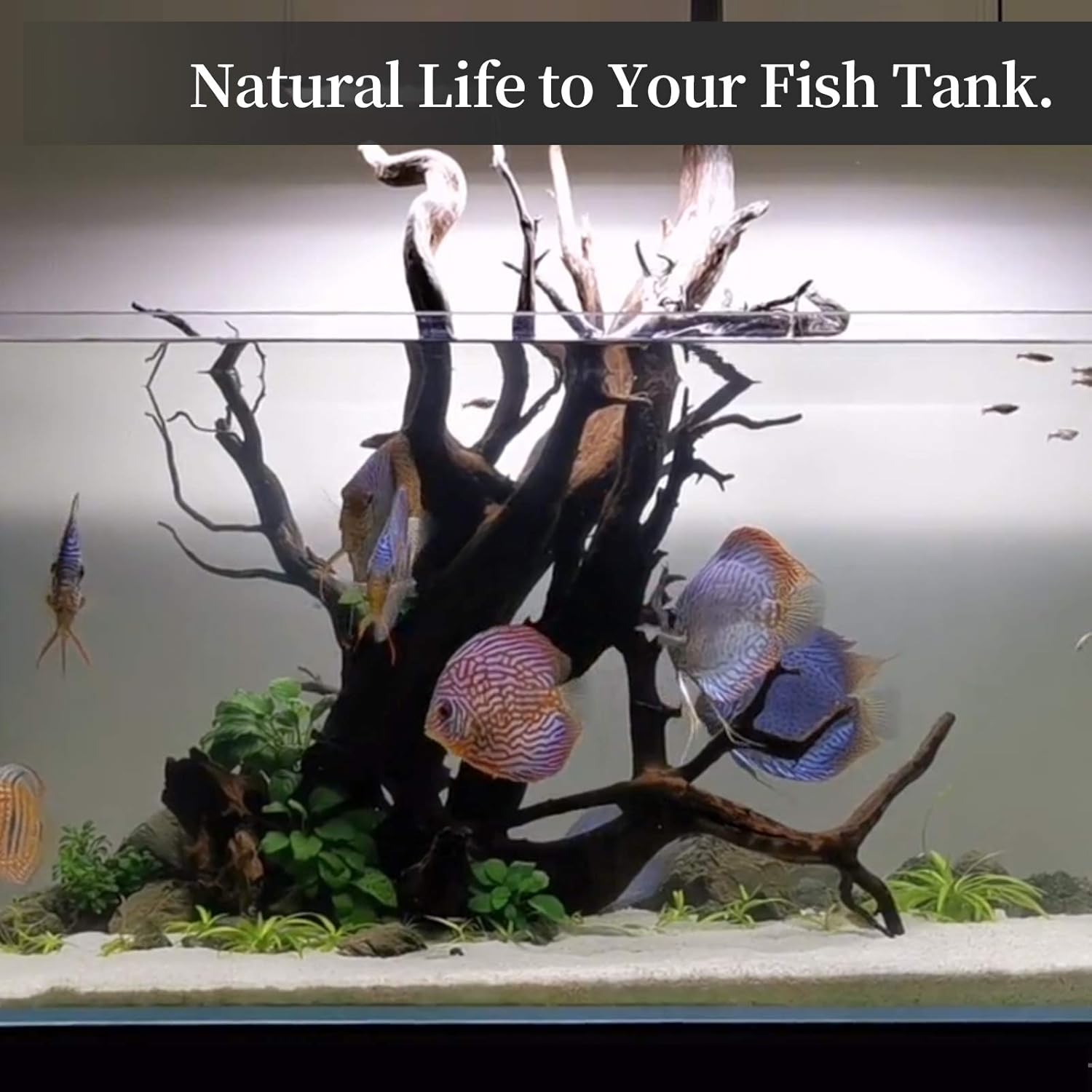 majoywoo Natural Coral Driftwood for Aquarium Decor Fish Tank Decorati