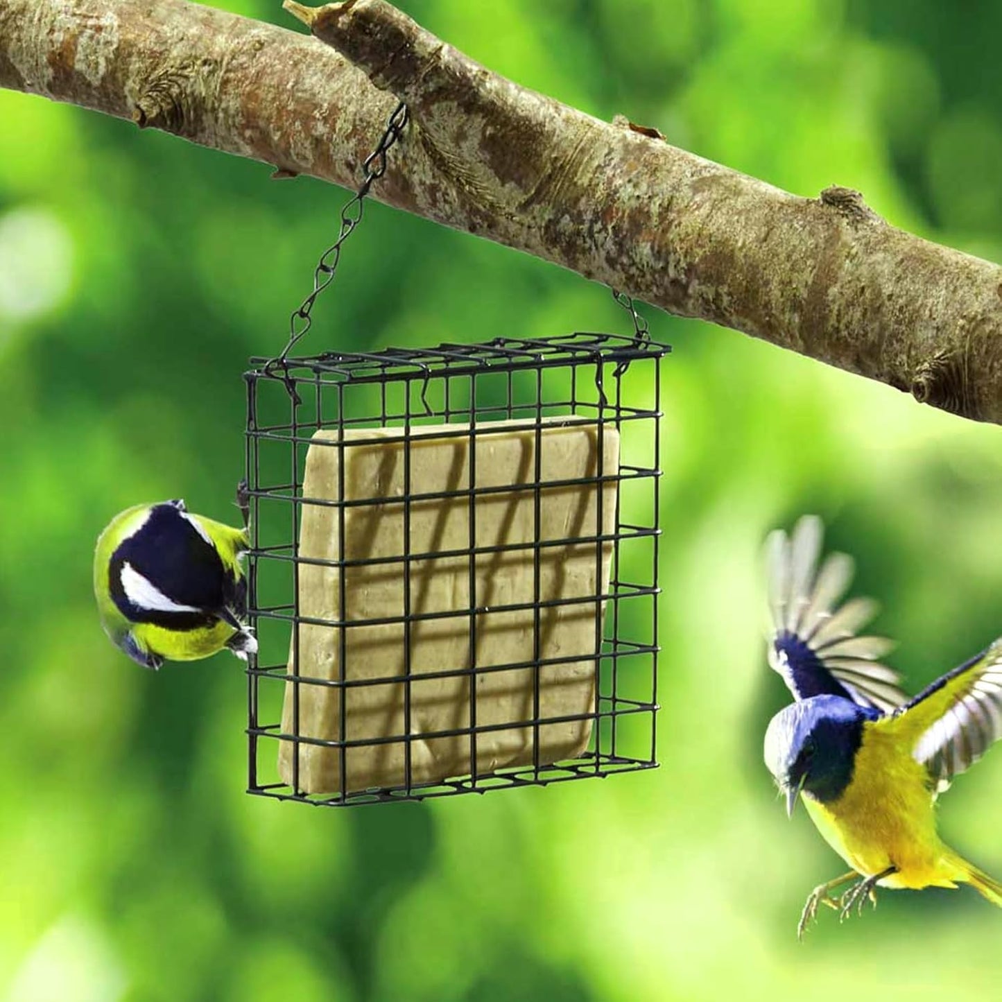 4 Pack Suet Bird Feeders Outdoor Suet Cake Feeder Garden Cages for Outside Hanging Metal Garden Yard Wildbird Woodpeckers Feeding(Black)