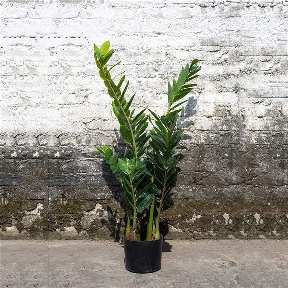 Home Fake Flower Pot Landscape Simple Garden Artificial Money Tree Green Potted Plant Indoor and Outdoor Decoration 60X85cm