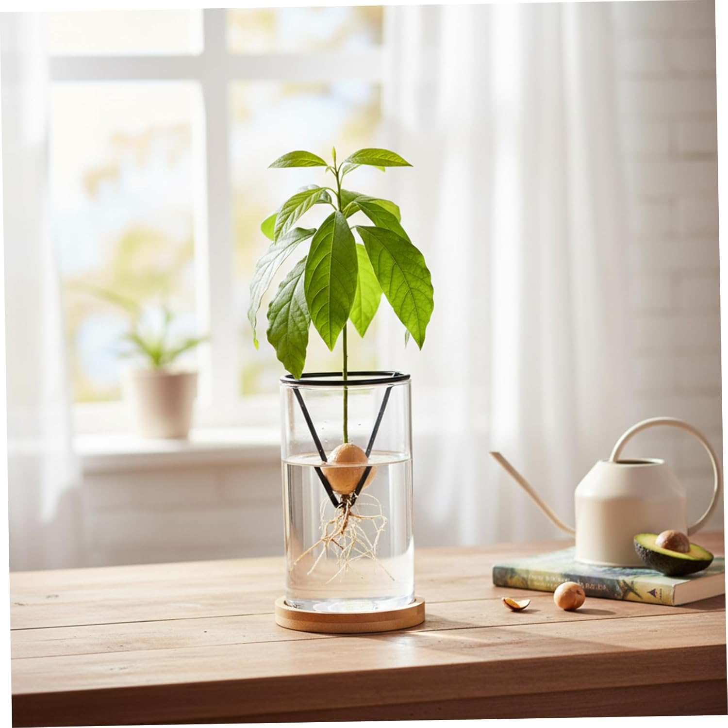 Avocado Tree Growing Kits, Avocado Growing Vase Wooden Base Seed Start