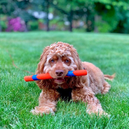Chuckit! Interactive Dog Toy Ultra Fetch Stick - 12 Inch Outdoor Dog T