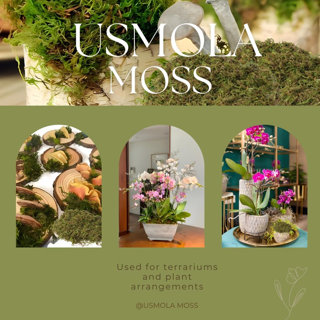 Fake Green Moss for Potted Plants, 4OZ Artificial Moss for DIY Crafts,