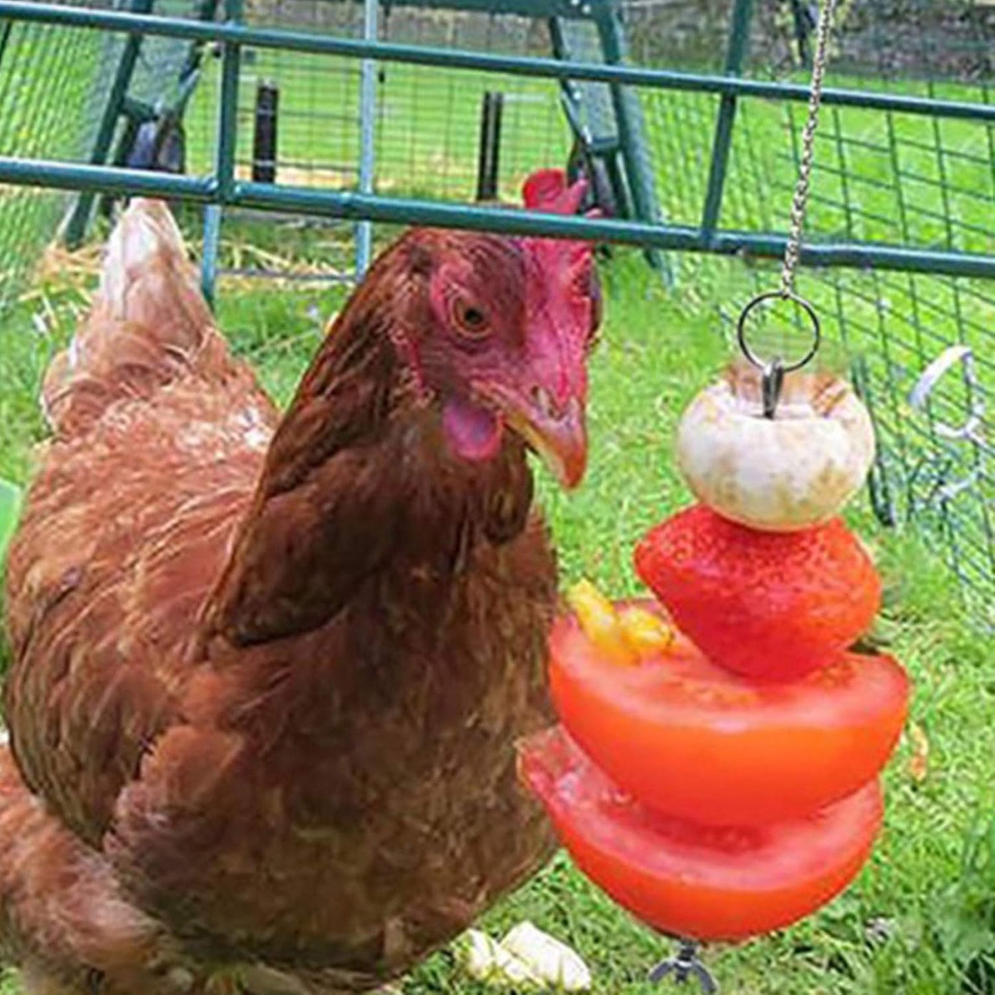 Stainless Steel Bird Hanging Feeder Chicken Hen Food Holder Skewer Foraging Toy