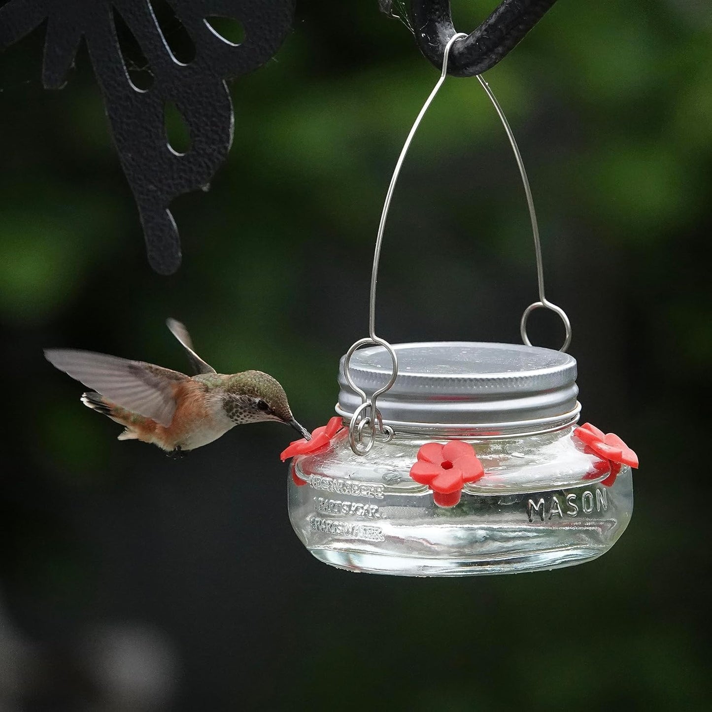 Nature's Way Bird Products MJF1 Nature's Way Mason Jar Hummingbird Dish Feeder, Clear
