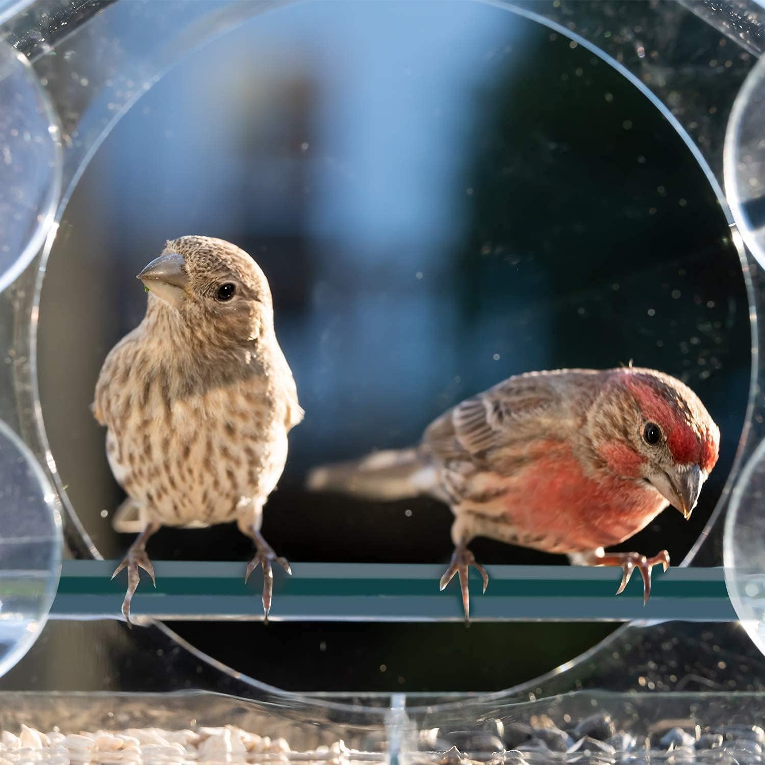 Window Bird Feeder with 4 Strong Suction Cups, Sturdy and Durable Acry