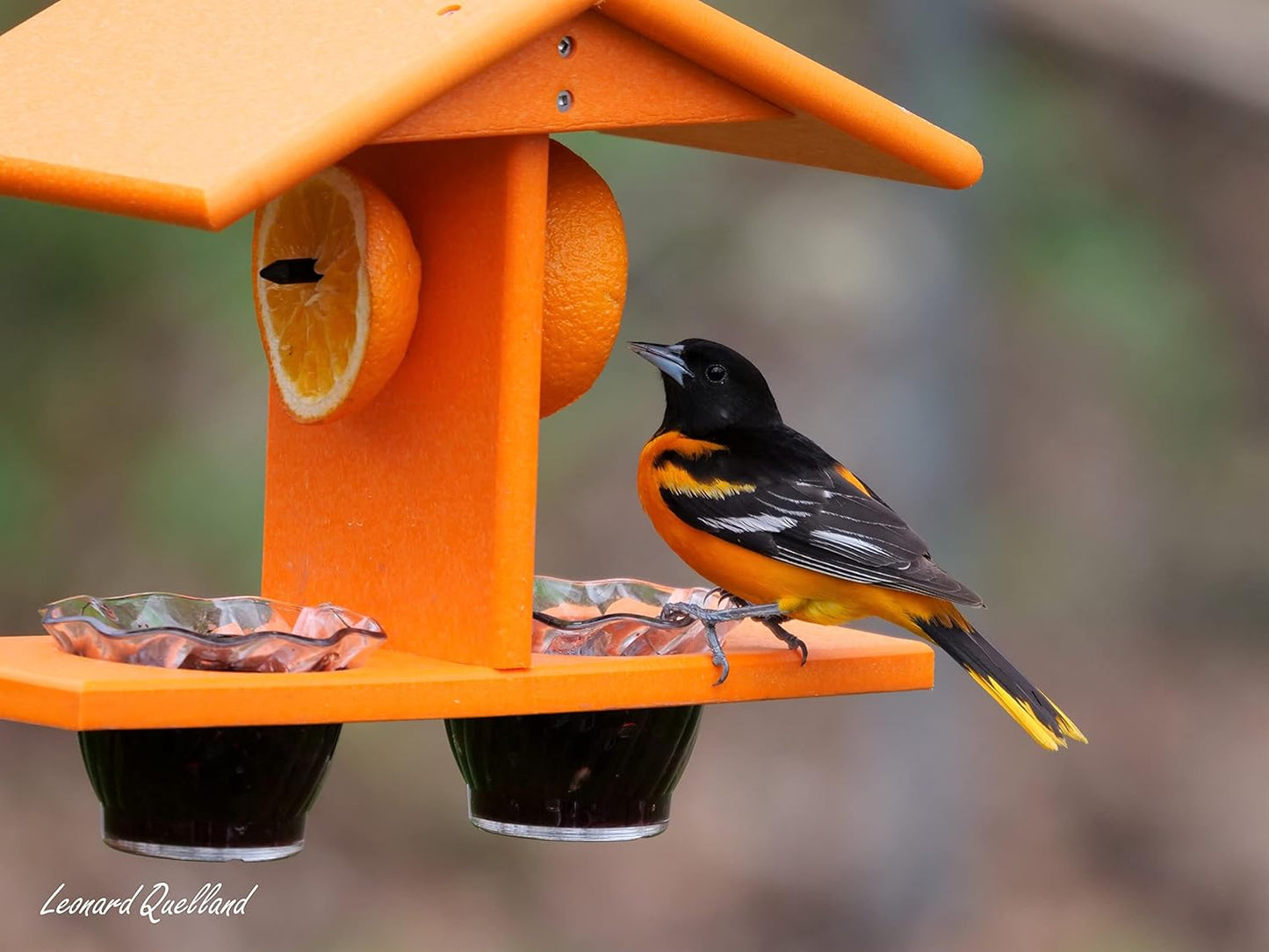 AmishToyBox.com Oriole Bird Feeder, Double-Cup Jelly Oriole Feeder wit