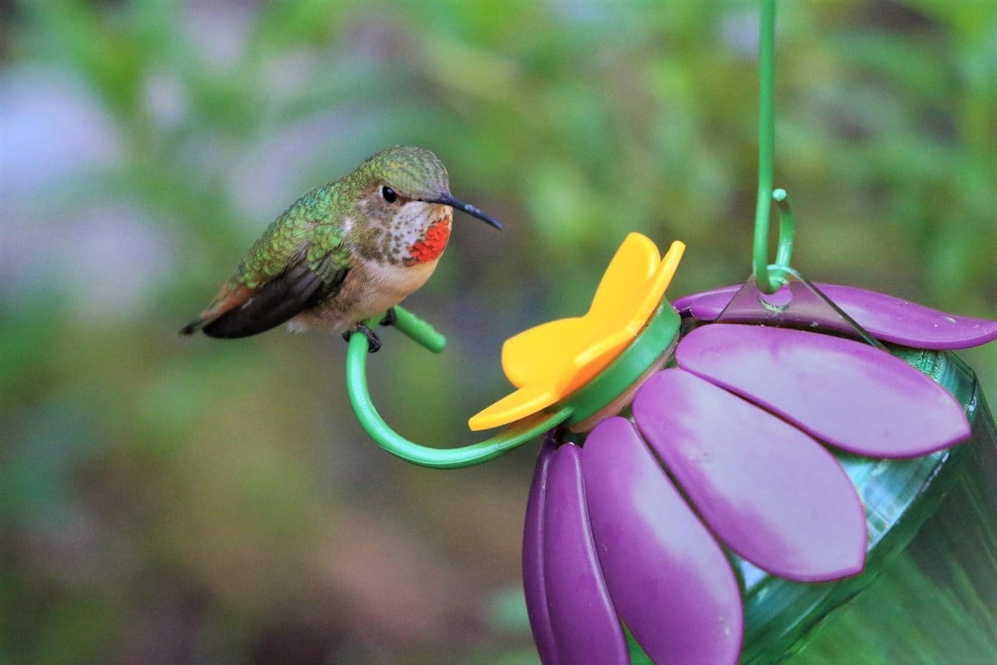 Nature's Way Bird Products SFHF2 So Real Single Flower Hummingbird Feeder, Purple, 4" Dia.
