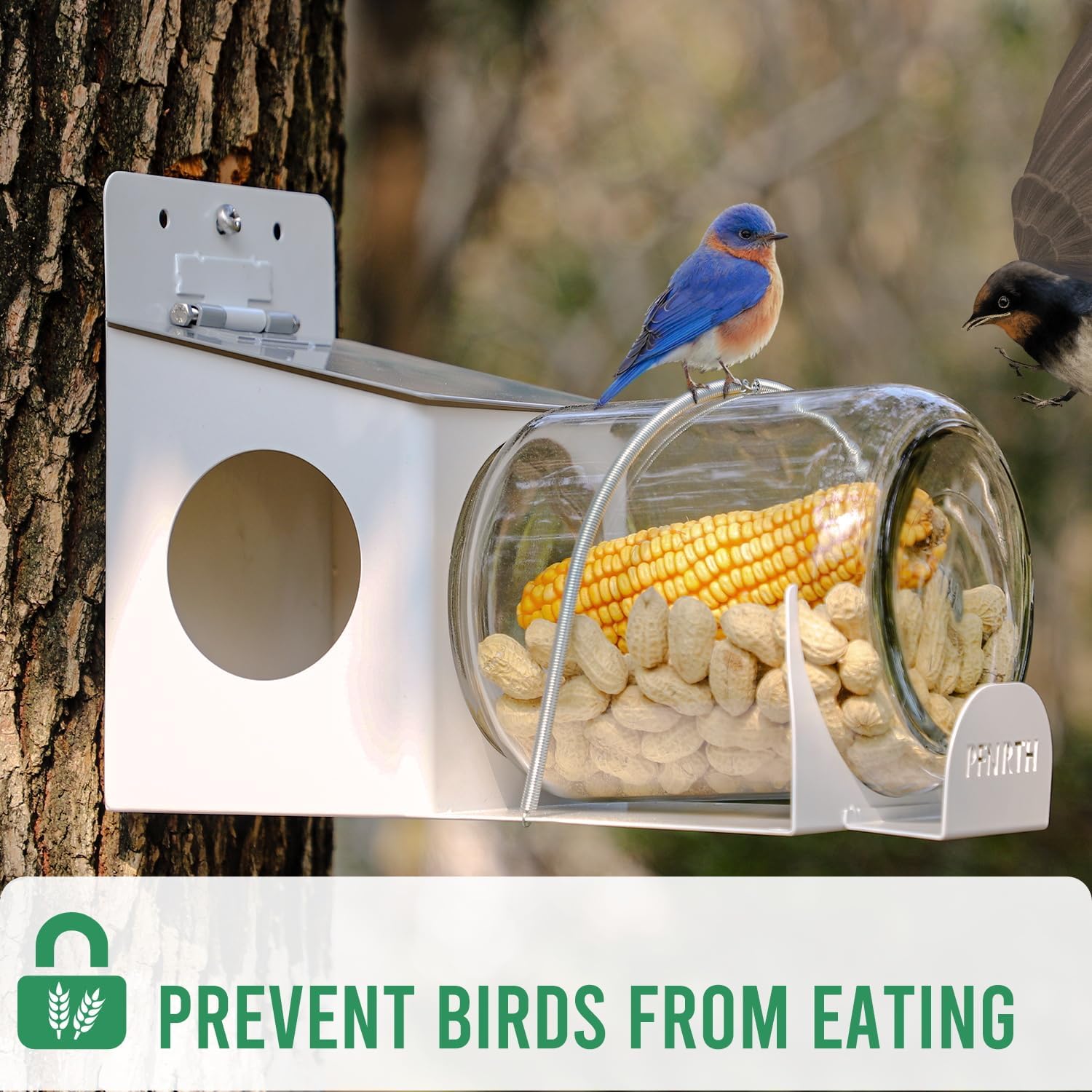 Squirrel Feeder, Backyard Gallon Jar Squirrel Feeder for Outside,Enjoy