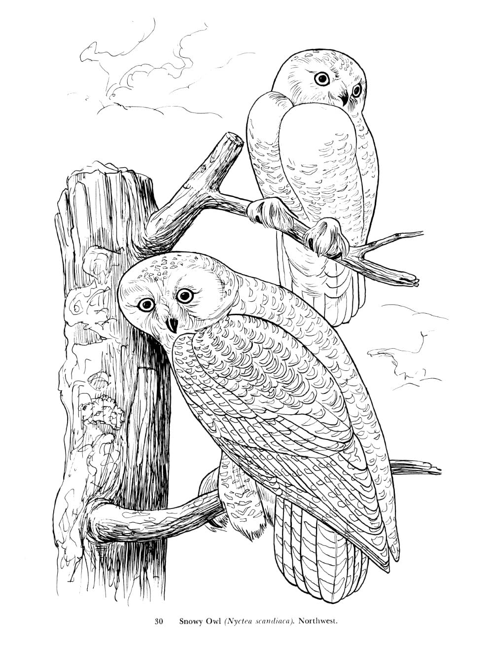 Audubon's Birds of America Coloring Book