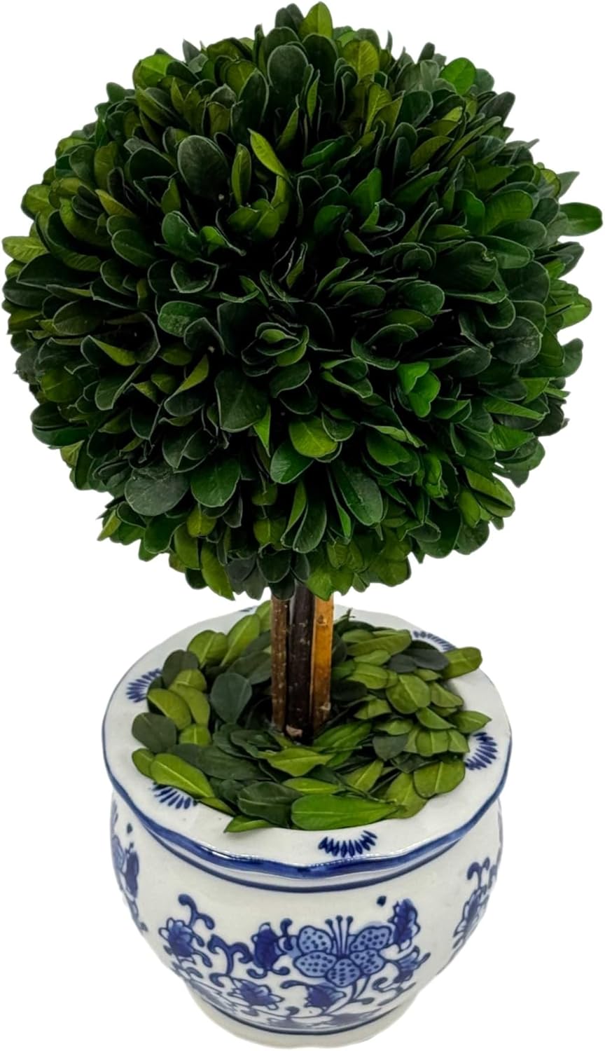 Galt International Naturally Preserved Boxwood Ball Topiary Tree in Round Hand Painted Blue & White Ceramic Pot Planter - European Rococo Home Decor Classic Chinoiserie Small 11" Tall Topiary