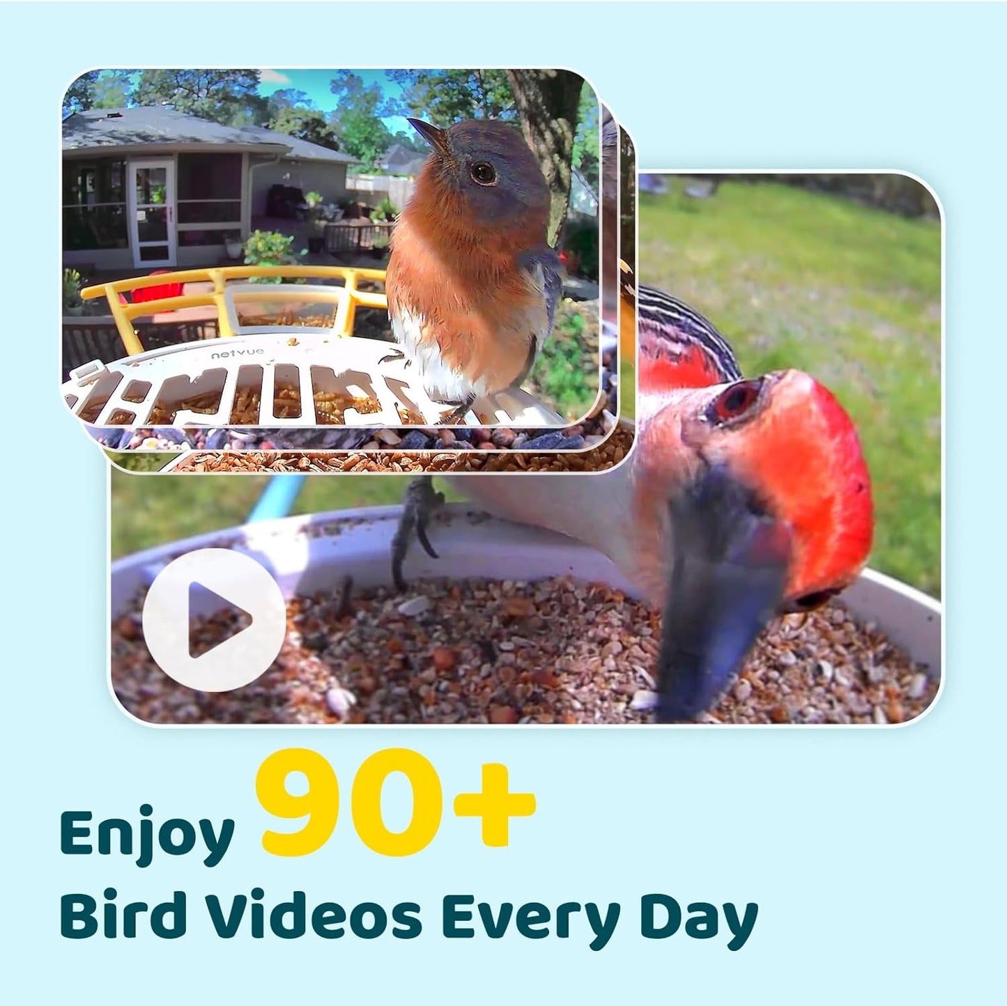 NETVUE by Birdfy AI Smart Bird Feeder with Camera, AI Auto Capture Each Bird Visit & Identify 6000+ Species, Cloud Store & Live Birdwatching, Ideal Gift (Yellow)
