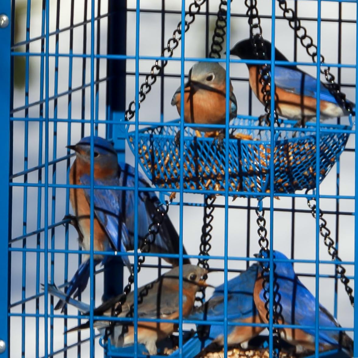 Bluebird Feeders Squirrel-Proof, 7 lbs, Large Heavy Metal Caged Mealworms Blue Bird Feeders for Outside, Weatherproof Wild Bird Feeder,2 Layer Seed Cups(Blue)