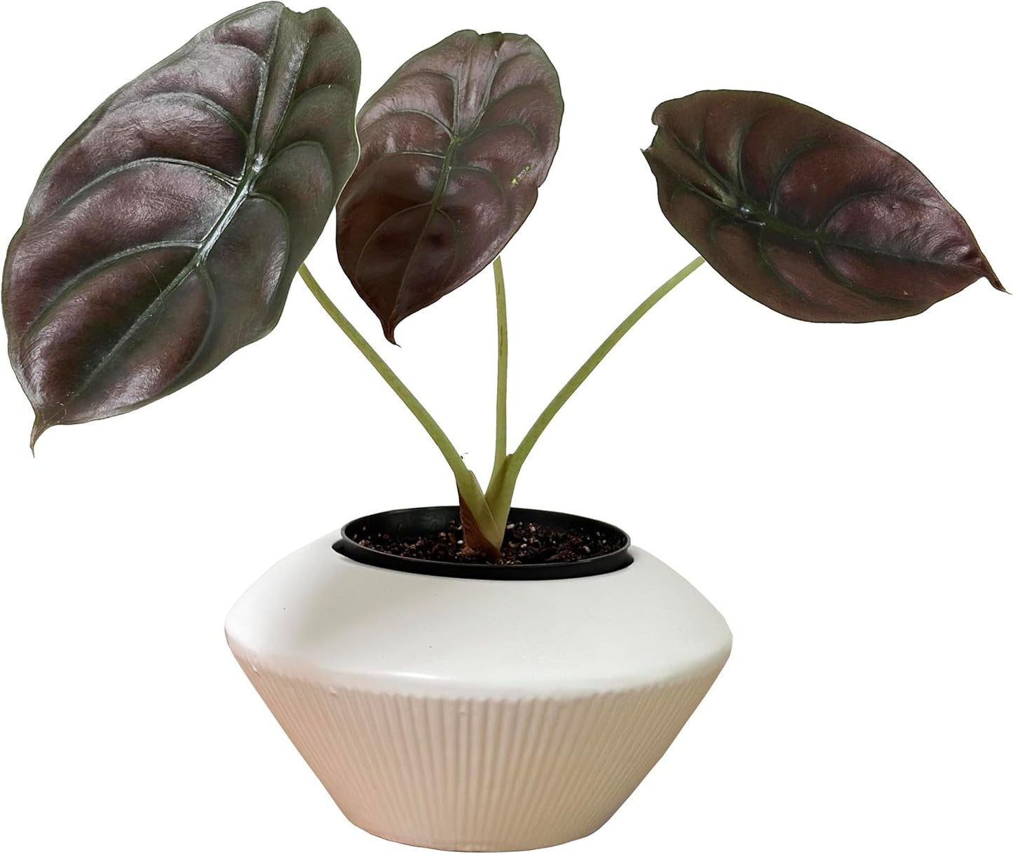 Admired by Nature 7.5" Ceramic Flower Planter Decorative Pot for Indoor Plant Succulent Home Décor, White