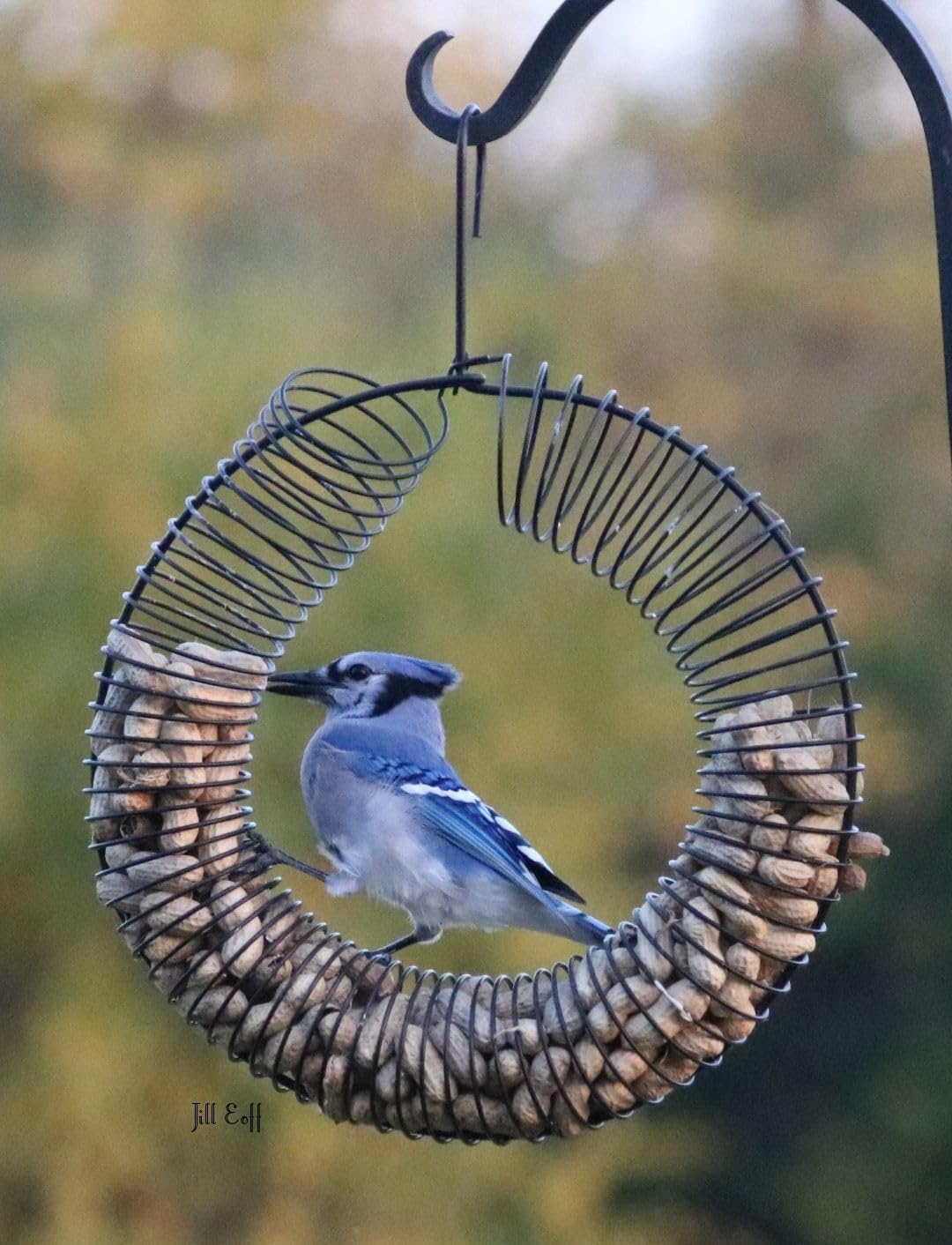Songbird Essentials Whole Peanut Black Wreath Feeder for Squirrels and