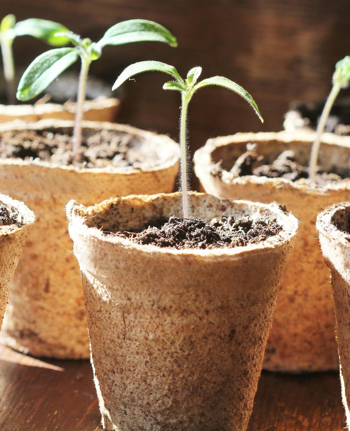 homenote Peat Pots, 60 Pcs 3.15 Inch Seed Starting Pots with Drainage 
