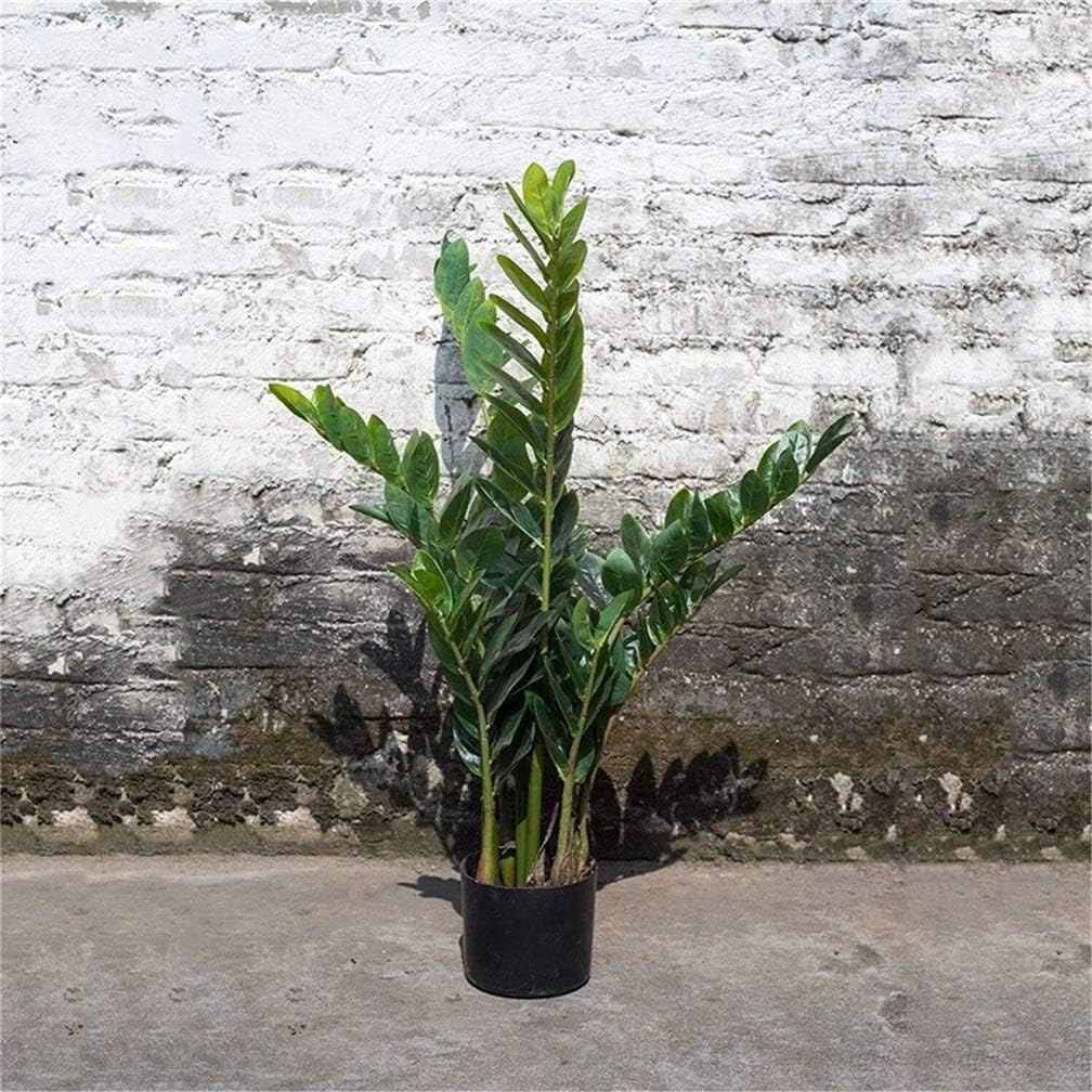 Home Fake Flower Pot Landscape Simple Garden Artificial Money Tree Green Potted Plant Indoor and Outdoor Decoration 60X85cm