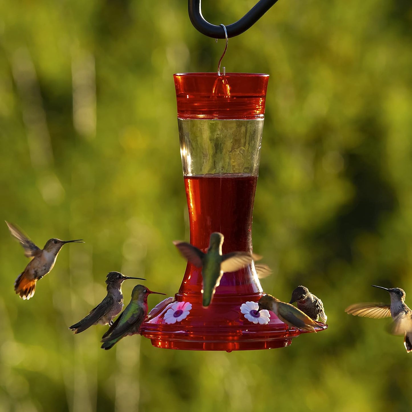 More Birds Bird Health+ Garnet Hummingbird Feeder, Glass Hummingbird Feeders for Outdoors, 5 Feeding Stations, 20 Ounces (Pack of 4)