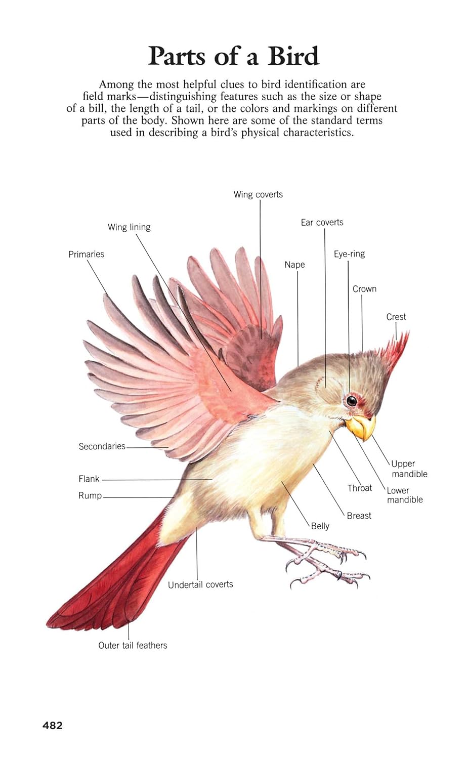Book of North American Birds: An Illustrated Guide to More Than 600 Species (Readers Digest)