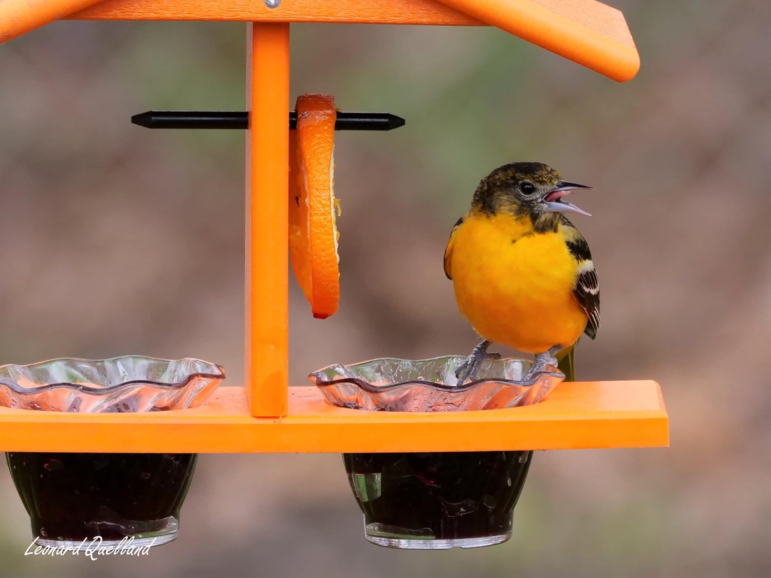 AmishToyBox.com Oriole Bird Feeder, Double-Cup Jelly Oriole Feeder wit