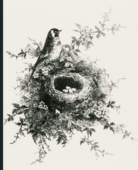 Vintage bird with nest notebook, Composition style notebook, Journal, Diary, Paperback notebook, College Ruled, 120 pages, 7.5" x 9.25: Diamond ... notebook, nature notebook, bird notebook
