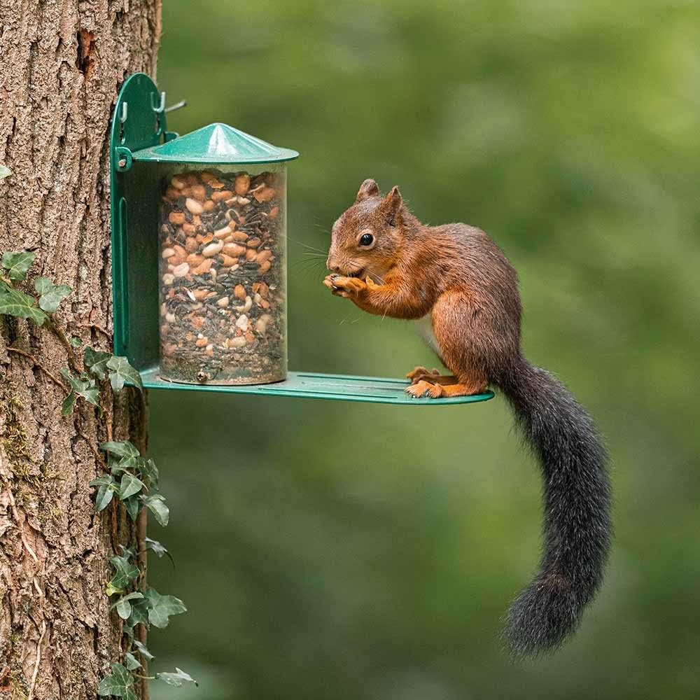 Green Metal Wild Squirrel Feeder - Garden Squirrel Feeding for Wildlif