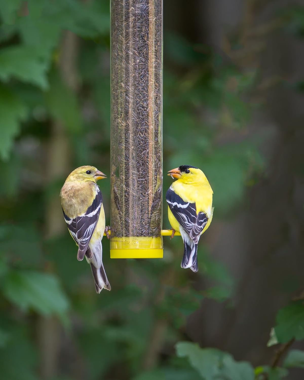 Mr. Canary Finch Tube Feeders, 4ct, Filled with 8oz Nyjer Seed, Bird Feeders Made in America by Workers with Disabilities, Feeds Finches, Chickadees,