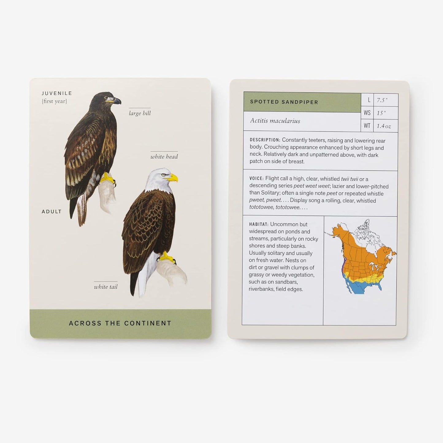 Sibley Backyard Birding Flashcards, Revised and Updated: 100 Common Birds of Eastern and Western North America (Sibley Birds)